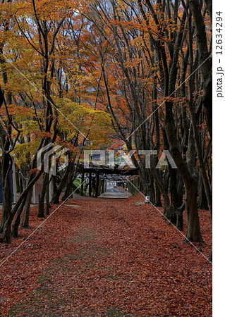 河内藤園　紅葉 12634294