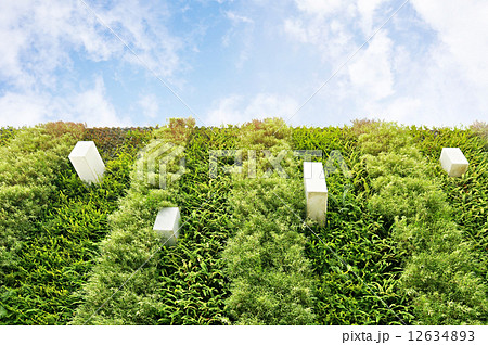 Green vertical garden wall  12634893