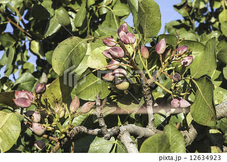 Pistachio tree branch 12634923