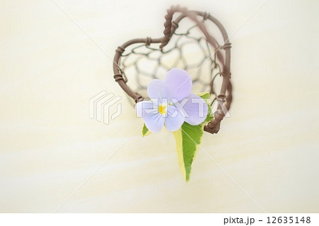 ハートとビオラ ハートとビオラ 12635148