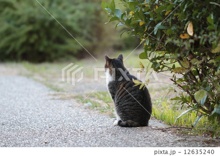 野良猫.5 12635240