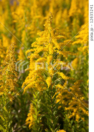 セイタカアワダチソウ セイタカアワダチソウ 12635241