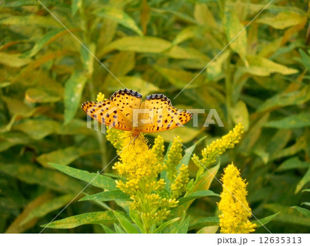 ヒョウモン蝶とセイタカアワダチソウ 12635313