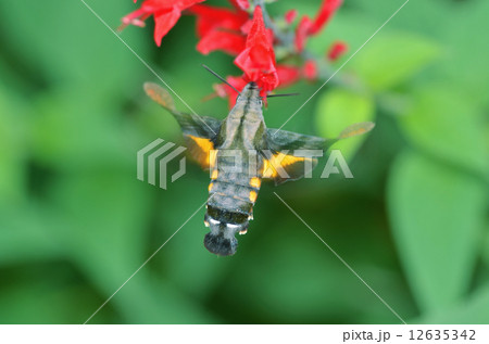 クロホウジャク クロホウジャク 12635342