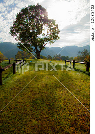 大樹 大樹 12635402