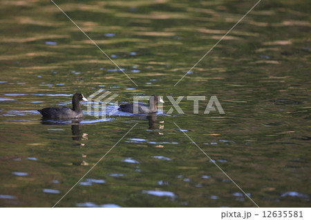 オオバン 12635581