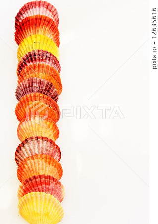 ヒオウギガイ 12635616