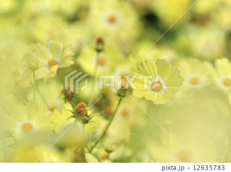 黄花コスモス 12635783