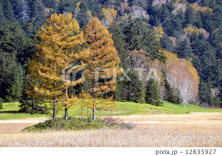 秋の尾瀬沼近くの大江湿原 秋の尾瀬沼近くの大江湿原 12635927