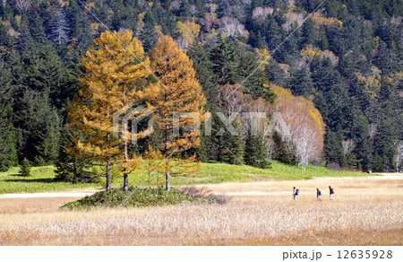 秋の尾瀬沼近くの大江湿原とハイカー 秋の尾瀬沼近くの大江湿原とハイカー 12635928
