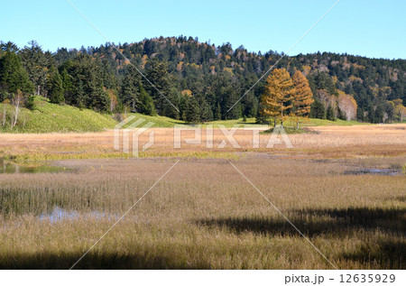 秋の尾瀬沼畔近くの湿原 秋の尾瀬沼畔近くの湿原 12635929