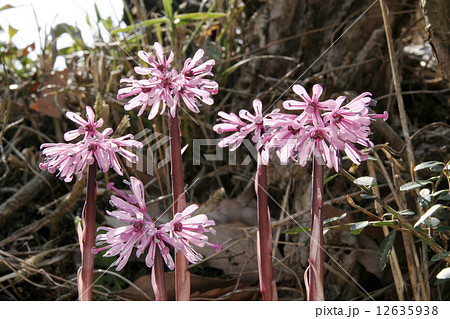 ショウジョウバカマ ショウジョウバカマ 12635938