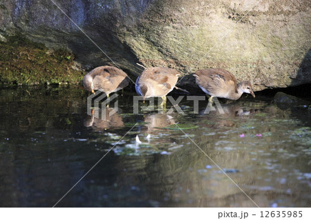 バン（幼鳥） 12635985