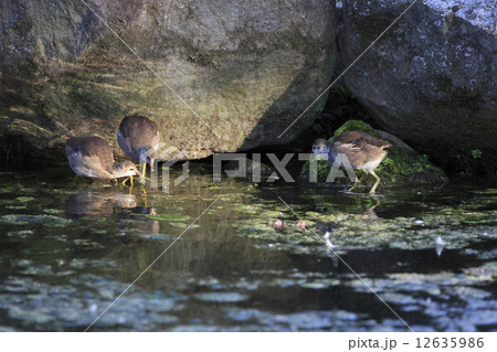 バン（幼鳥） 12635986