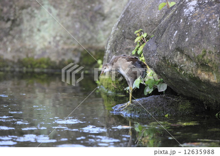 バン（幼鳥） 12635988