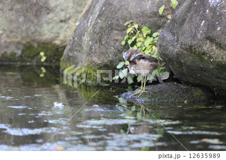 バン（幼鳥） 12635989