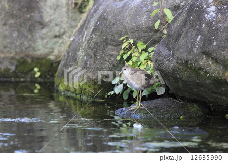 バン（幼鳥） 12635990