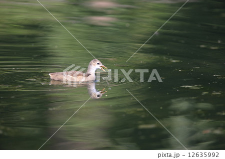 バン（幼鳥） 12635992