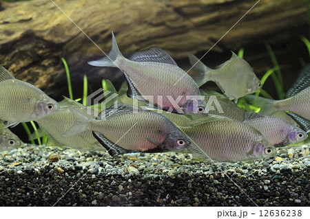 国の天然記念物　イタセンパラ 12636238