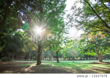 森林 背景 森林 背景 12637076