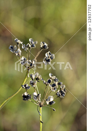 ニラの種 12637702