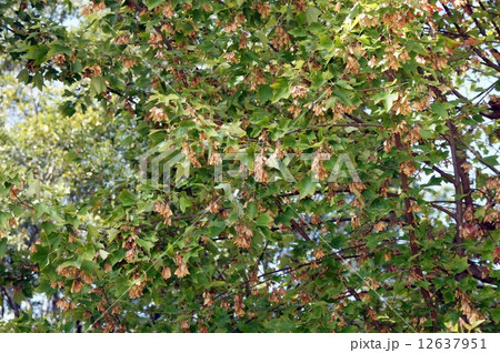 トウカエデの翼果・10月下旬 トウカエデの翼果・10月下旬 12637951