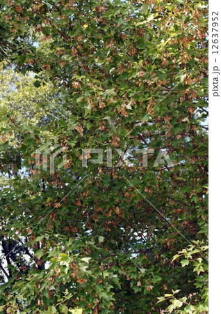 トウカエデの翼果・10月下旬 トウカエデの翼果・10月下旬 12637952
