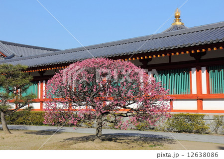 薬師寺 玄装三蔵院伽藍の梅 薬師寺 玄装三蔵院伽藍の梅 12638086