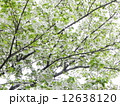 オオシマザクラ 12638120