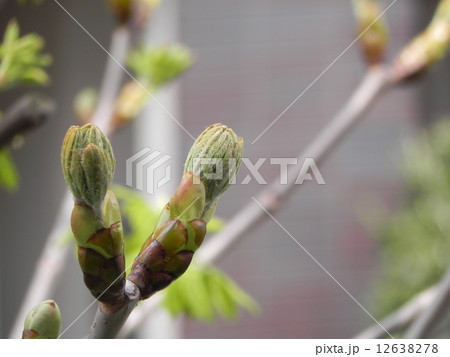 マロニエ 12638278