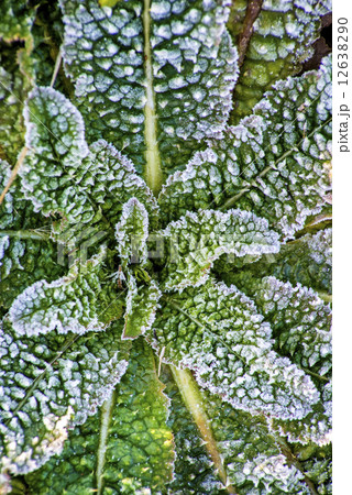 leaves with ice crystals leaves with ice crystals 12638290