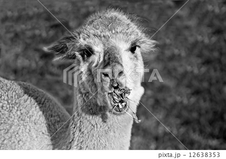 Alpaca Alpaca 12638353