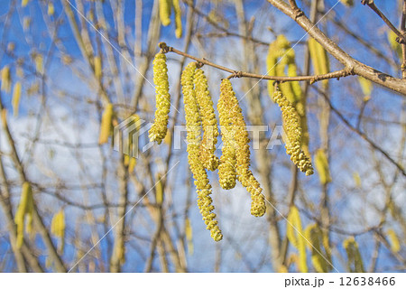 Hazelnut bloom Hazelnut bloom 12638466