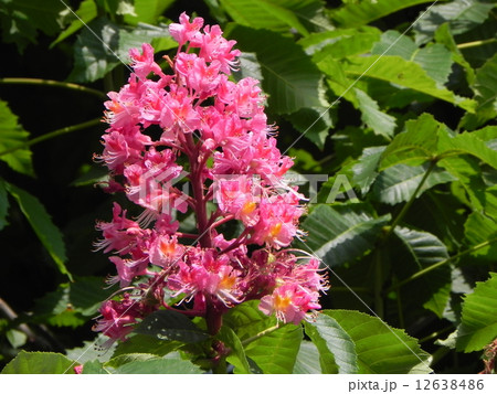 マロニエ 12638486