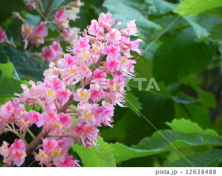 マロニエ マロニエ 12638488