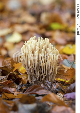 Strict-branch coral (Ramaria stricta) at the forest floor 12638944