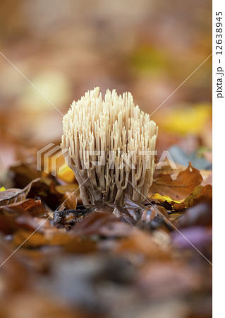 Strict-branch coral (Ramaria stricta) at the forest floor 12638945