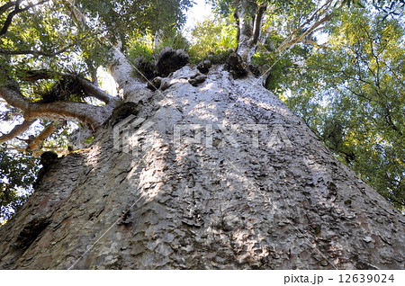 巨大樹木 12639024