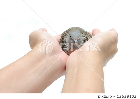 Dove on female hand white background 12639102