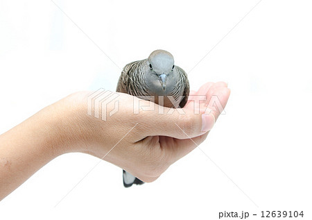 Dove on female hand white background 12639104