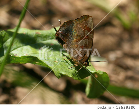 ムラサキツバメ 12639380