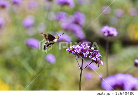 柳花笠とオオスカシバ 柳花笠とオオスカシバ 12640480