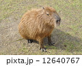 カピバラ 12640767