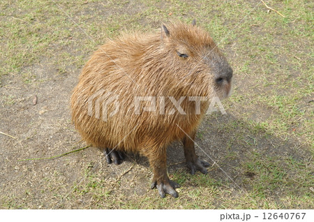 カピバラ 12640767