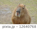カピバラ 12640768