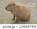 カピバラ 12640769