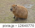カピバラ 12640770