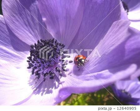アネモネとてんとう虫 アネモネとてんとう虫 12640905