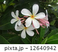 プルメリア 12640942