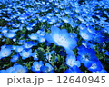 ネモフィラ 12640945